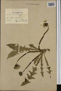 Taraxacum canaliculatum H. Lindb., Западная Европа (EUR) (Финляндия)