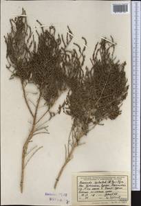 Haloxylon griffithii subsp. griffithii, Средняя Азия и Казахстан, Памир и Памиро-Алай (M2) (Узбекистан)