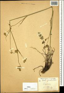 Жабрица крупноканальцевая (Sommier & Levier) Schischk., Кавказ, Армения (K5) (Армения)