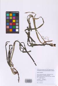 Взморник морской, Зостера морская L., Сибирь, Дальний Восток (S6) (Россия)