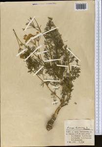 Прангос бухарский B.Fedtsch., Средняя Азия и Казахстан, Памир и Памиро-Алай (M2) (Узбекистан)