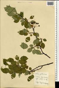 Яблоня ягодная (L.) Borkh., Монголия (MONG) (Монголия)