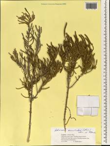 Arthrocaulon macrostachyum (Moric.) Piirainen & G.Kadereit, Зарубежная Азия (ASIA) (Кипр)