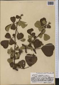 Rubus ellipticus Sm., Америка (AMER) (США)