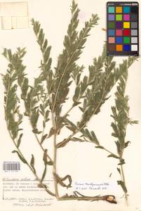 Onosma transrhymnense Klokov ex Popov, Восточная Европа, Нижневолжский район (E9) (Россия)