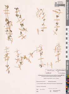 Подмаренник топяной L., Сибирь, Чукотка и Камчатка (S7) (Россия)