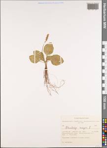 Подорожник большой L., Сибирь, Алтай и Саяны (S2) (Россия)