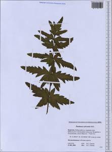 Pastinaca sativa var. sylvestris (Mill.) DC., Сибирь, Прибайкалье и Забайкалье (S4) (Россия)