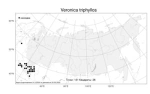 Veronica triphyllos, Вероника трехлистная L., Атлас флоры России (FLORUS) (Россия)