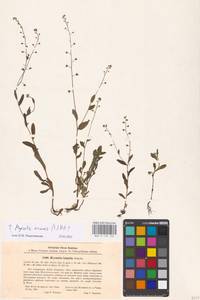 Незабудка полевая (L.) Hill, Восточная Европа, Южно-Украинский район (E12) (Украина)