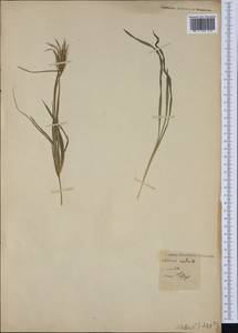 Chloris radiata (L.) Sw., Ботанические сады и дендрарии (GARD)