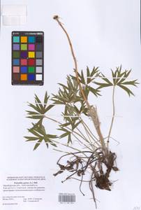 Прострел раскрытый, Сон-трава (L.) Mill., Восточная Европа, Восточный район (E10) (Россия)