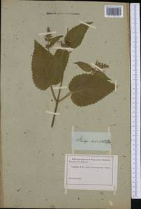 Stachys circinata L'Hér., Западная Европа (EUR) (Неизвестно)