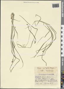 Осока колосистая, Кавказ, Северная Осетия, Ингушетия и Чечня (K1c) (Россия)