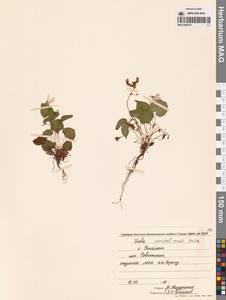 Фиалка сахалинская H.Boissieu, Сибирь, Дальний Восток (S6) (Россия)