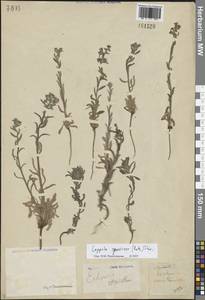 Липучка растопыренная (Retz.) Dumort., Средняя Азия и Казахстан, Прикаспийский Устюрт и Северное Приаралье (M8) (Казахстан)