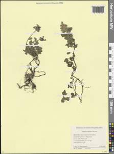 Котовник приземистый Steven, Кавказ, Дагестан (K2) (Россия)