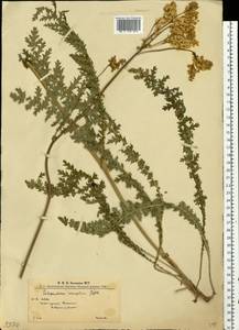 Таволга обыкновенная Moench, Восточная Европа, Западно-Украинский район (E13) (Украина)