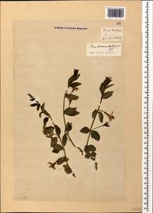 Барвинок травянистый Waldst. & Kit., Кавказ, Грузия (K4) (Грузия)