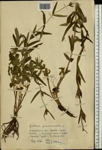 Горечавка легочная L., Восточная Европа, Московская область и Москва (E4a) (Россия)