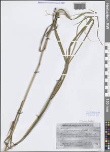 Campeiostachys drobovii (Nevski) B.R.Baum, J.L.Yang & C.Yen, Средняя Азия и Казахстан, Западный Тянь-Шань и Каратау (M3) (Киргизия)