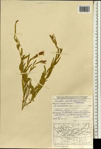 Терескен хохолковый (L.) Gueldenst., Монголия (MONG) (Монголия)