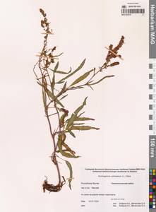 Кенигия широкораструбовая (L.) T.M.Schust. & Reveal, Сибирь, Якутия (S5) (Россия)