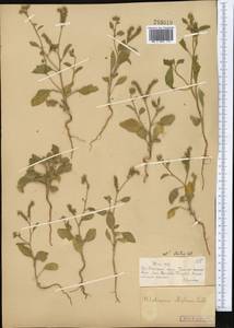 Гелиотроп эллиптический Ledeb., Средняя Азия и Казахстан, Муюнкумы, Прибалхашье и Бетпак-Дала (M9) (Казахстан)