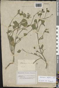 Гелиотроп эллиптический Ledeb., Восточная Европа, Нижневолжский район (E9) (Россия)