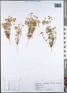 Spergularia flaccida (Madden) I. M. Turner, Зарубежная Азия (ASIA) (Израиль)
