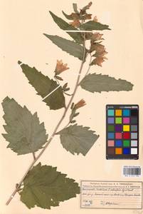 Колокольчик крапиволистный L., Восточная Европа, Московская область и Москва (E4a) (Россия)