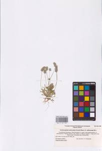 Ceratocephala orthoceras DC., Восточная Европа, Нижневолжский район (E9) (Россия)