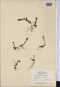 Veronica serpyllifolia var. humifusa (Dicks.) Sm., Америка (AMER) (США)