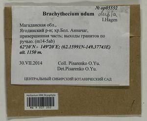 Brachythecium udum I. Hagen, Гербарий мохообразных, Мхи - Чукотка и Камчатка (B21) (Россия)