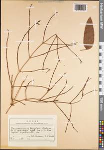 Диоскорея, Зарубежная Азия (ASIA) (Вьетнам)