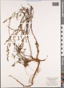 Полынь равнинная, Полынь полевая L., Восточная Европа, Центральный район (E4) (Россия)