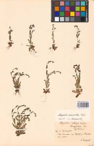 Незабудка прямостоячая Link ex Roem. & Schult., Восточная Европа, Московская область и Москва (E4a) (Россия)