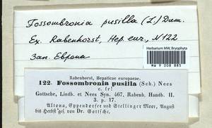 Fossombronia pusilla (L.) Nees, Гербарий мохообразных, Мхи - Западная Европа (BEu) (Германия)