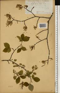 Вяз гладкий, Вяз обыкновенный Pall., Восточная Европа, Центральный лесостепной район (E6) (Россия)