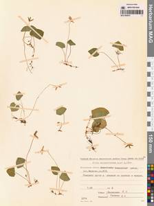 Viola epipsila subsp. repens (Turcz.) W.Becker, Сибирь, Чукотка и Камчатка (S7) (Россия)