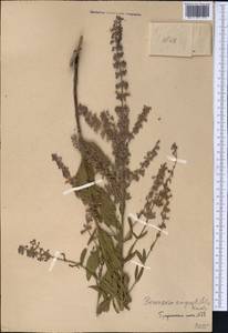 Salvia karelinii J.B.Walker, Средняя Азия и Казахстан, Западный Тянь-Шань и Каратау (M3)