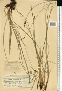 Осока дернистая L., Восточная Европа, Московская область и Москва (E4a) (Россия)