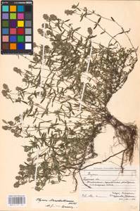 MHA 0 157 163, Thymus pannonicus All., Восточная Европа, Центральный лесостепной район (E6) (Россия)