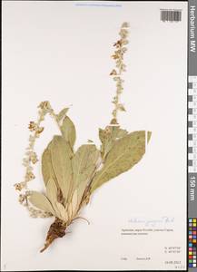 Verbascum georgicum Benth., Кавказ, Армения (K5) (Армения)