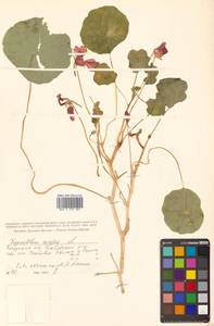 Настурция большая L., Сибирь, Дальний Восток (S6) (Россия)