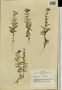 Scutellaria scordifolia Fisch. ex Schrank, Сибирь, Алтай и Саяны (S2) (Россия)