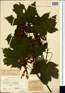 Acer heldreichii subsp. trautvetteri (Medw.) A.E.Murray, Кавказ, Краснодарский край и Адыгея (K1a) (Россия)