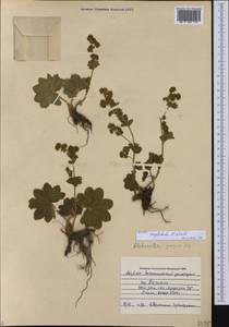 Манжетка шариковидно-скученная H.Lindb., Кавказ, Азербайджан (K6) (Азербайджан)