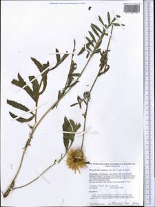 Rhaponticoides ruthenica (Lam.) M. V. Agab. & Greuter, Средняя Азия и Казахстан, Северный и Центральный Тянь-Шань (M4) (Киргизия)