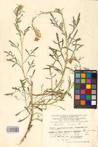 Резеда желтая L., Восточная Европа, Западно-Украинский район (E13) (Украина)